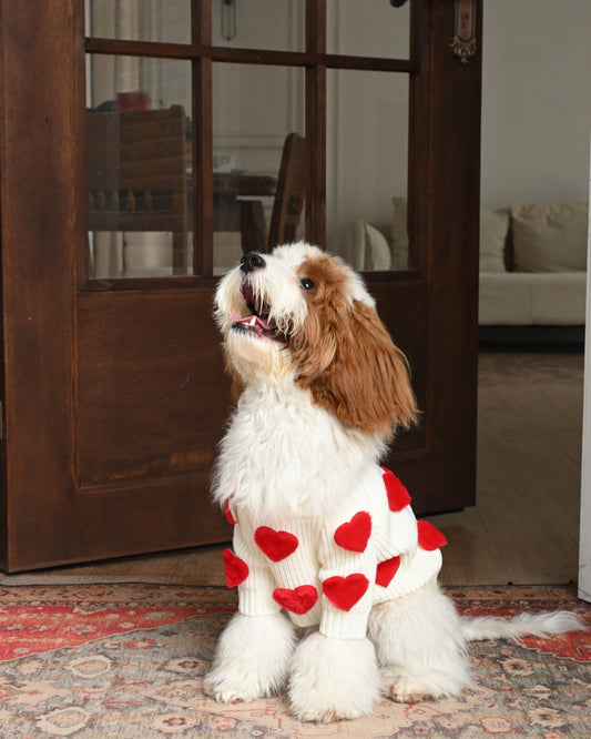 From Park to Couch: The Best Pet Hoodies for Every Occasion